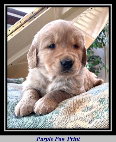 A picture containing text, dog, indoor, laying

Description automatically generated